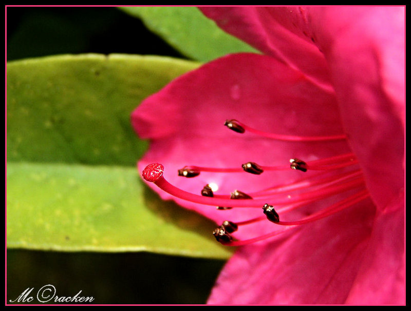 Rhodi