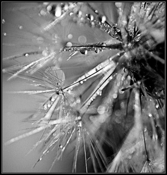 Morning's Glory