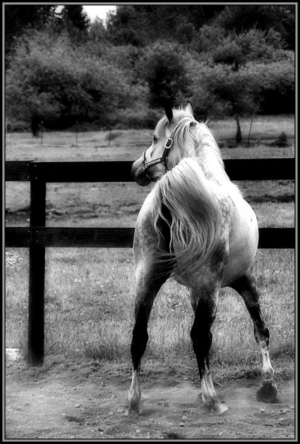 Apprehension