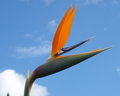 Bird of Paradise Wings