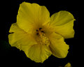 Edited Hibiscus.jpg