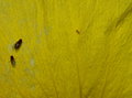 Texture 5 Day 17.jpg