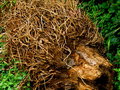 Texture 1 Day 30.jpg