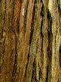 Texture 7 Day 30.jpg