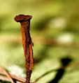 Rusty Nail.jpg