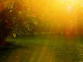 AM Light Grainy Day 8