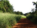 Road to the Veggie Farm Day 17