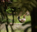 Kauai Moa - Day 16