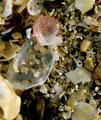 Baby Sea Shells - Sand - Day 4