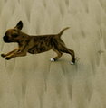 Puppy Macro???? - Day 4