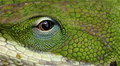 Gecko Macro - Day 5