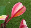 Plumeria 2005 - Day 15