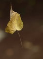 Floating Leaf - Day 21