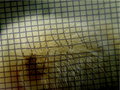 CSI - Cat Scratch Fever - Overlay 15