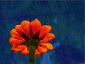 Orange Flower in Leafy Sky - Overlay 16