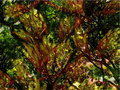 Flowers in the Monkeypod Tree - Overlay 17