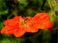 Examining Bee Pollination - Overlay 18