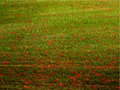 Red petals in the windblown grass - Overlay 19