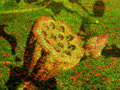Lily of the Field - Overlay 22