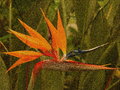 Bird of Paradise Sand Painting - Overlay 23
