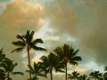 Hanalei Palms Watercolor - Overlay 25