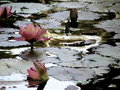 Lilies