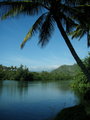 Wailua River Palm