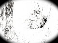 Abstracting a Tree - Kauai