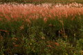 Sunset in the Pretty Weeds