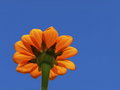 Orange 'N' Blue