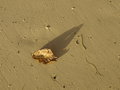 Beach Leaf Shadow