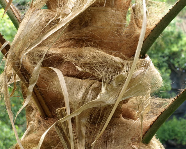 Bark detail