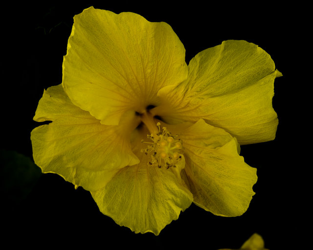 Edited Hibiscus.jpg