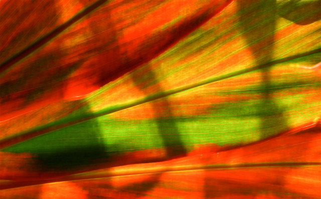 Abstract Ti Leaf iP.jpg