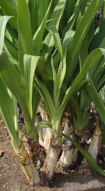 OMG!!!! Giant Kauai onions!!!!!.jpg