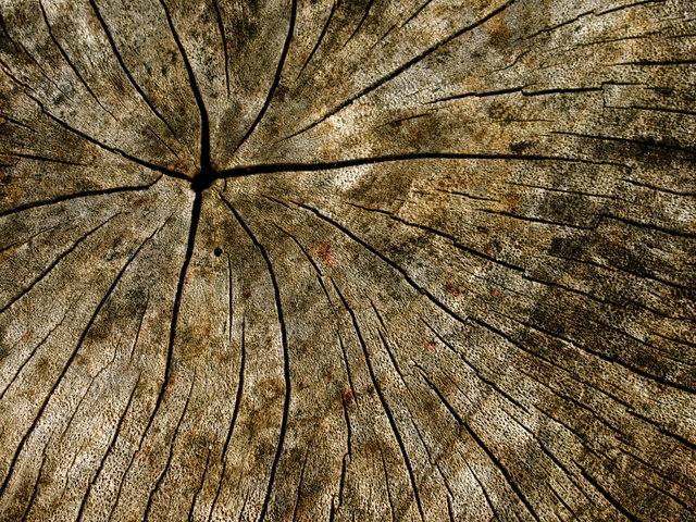 Texture 1 Day 6.jpg