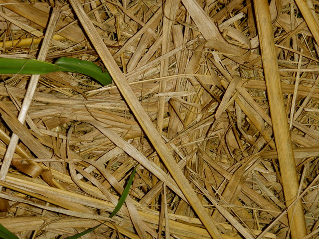 Texture 1 Day 20.jpg