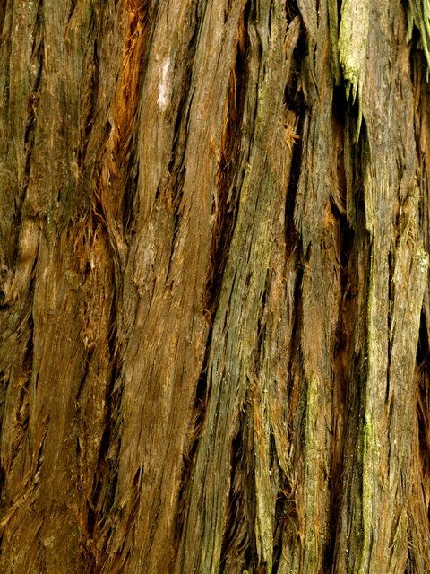 Texture 7 Day 30.jpg