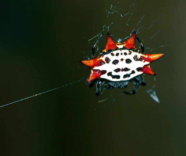 Spiny Orb Spider Day 6.jpg