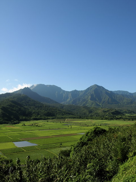 Hanalei Taro Fields Day 13