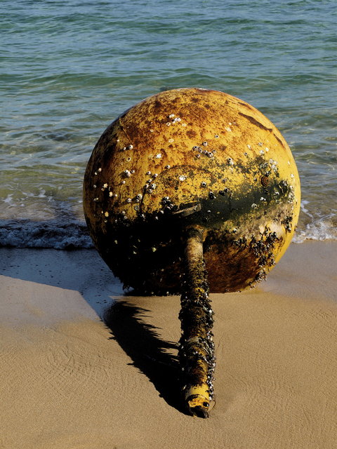 Yellow Metal Buoy 2 Day 16