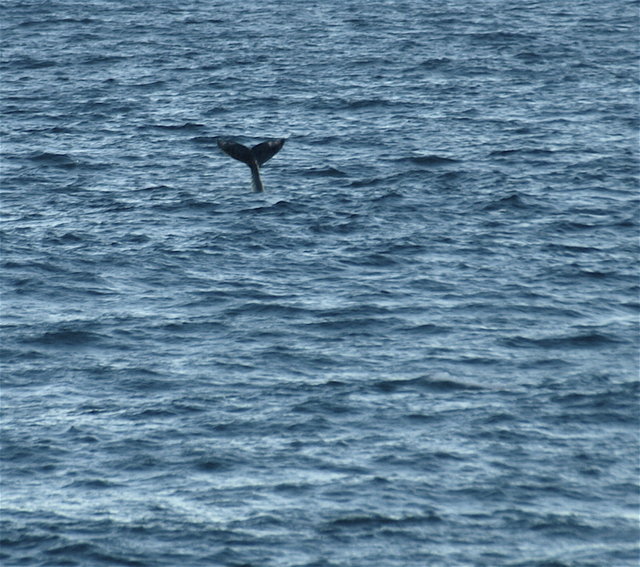 Humpback Whale Tail - Day 7