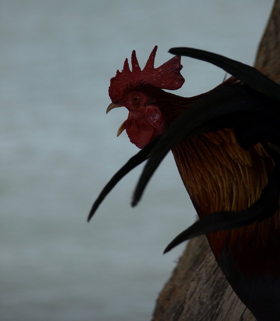 Strange Rooster Crowing - Day 18