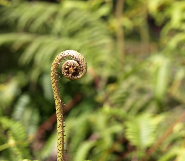 Fiddlehead Fern - Day 25