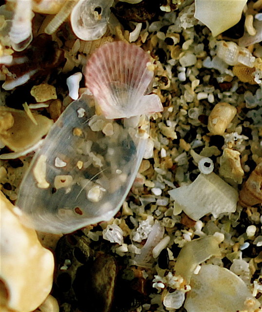 Baby Sea Shells - Sand - Day 4