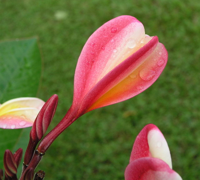 Plumeria 2005 - Day 15
