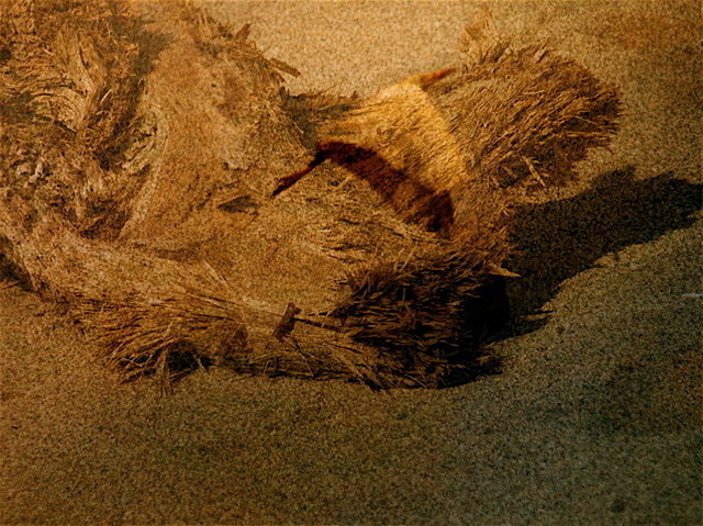  Dreams of a Driftwood Dog - Overlay 3