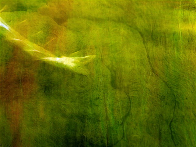 Forrest Eyes Flight - Overlay 5