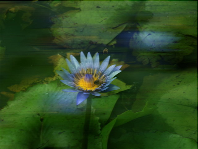 Buzzing the Flower - Overlay 11