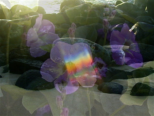 Kealia Beach Flowers - Rainbow - Overlay 13